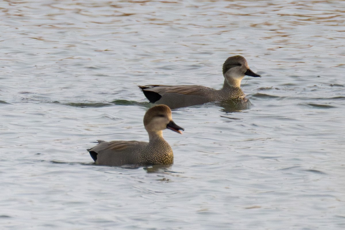 Gadwall - ML644532452