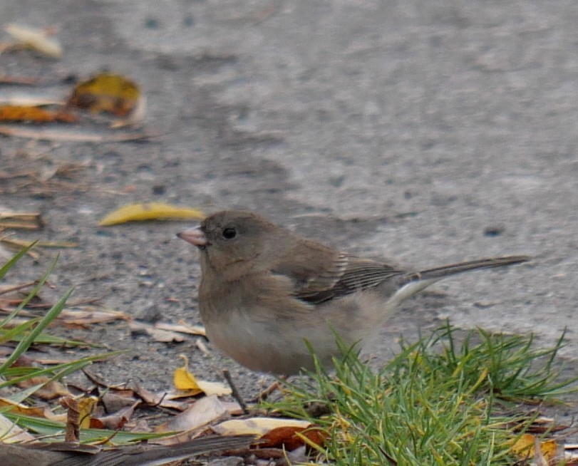 Dark-eyed Junco - ML644532457
