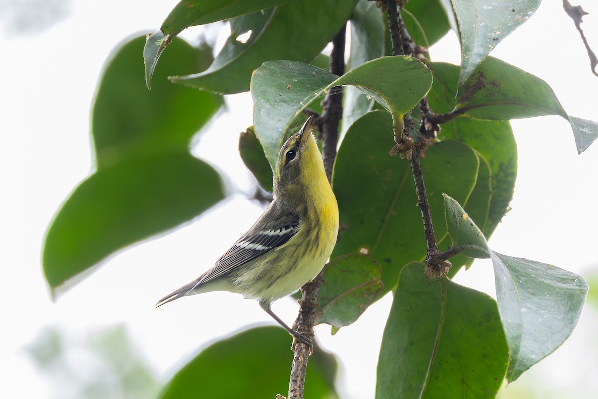 lesňáček jedlovcový - ML644532459