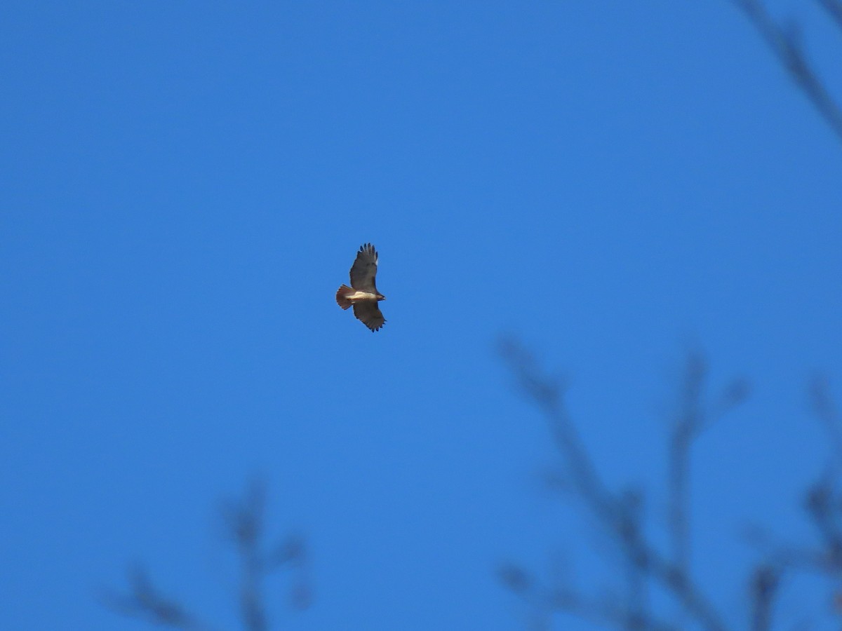 Poiana codarossa - ML644532463