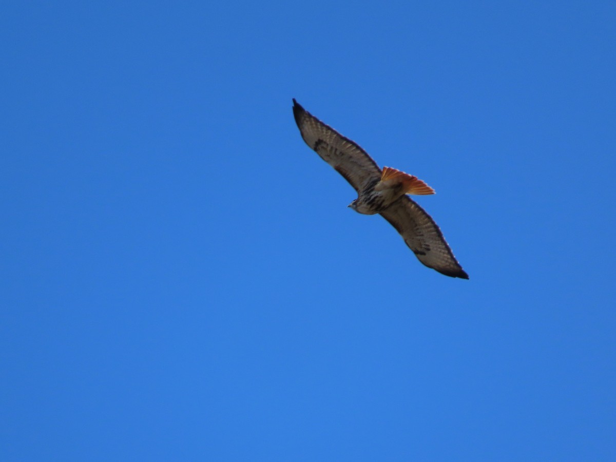 Poiana codarossa - ML644532464