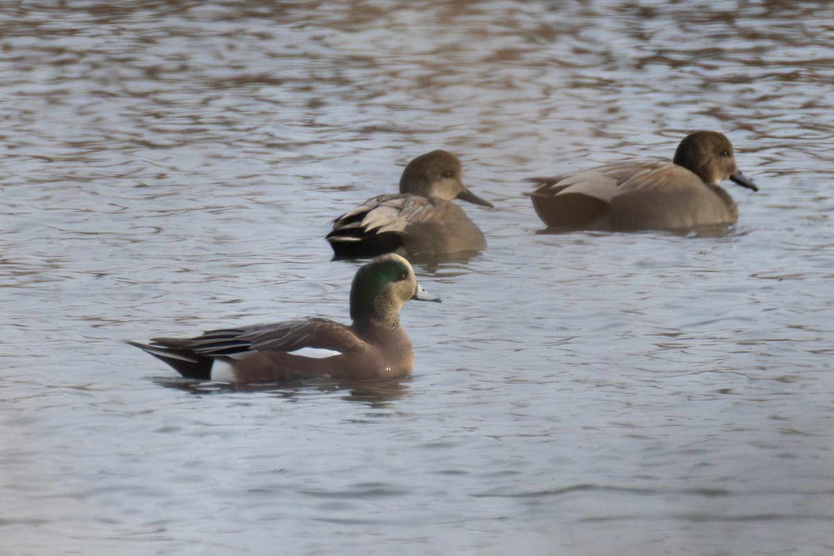 American Wigeon - ML644532465