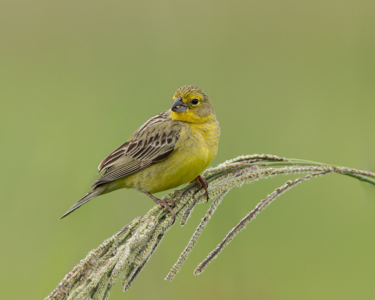 Короткоклювый зерноед - ML644532470