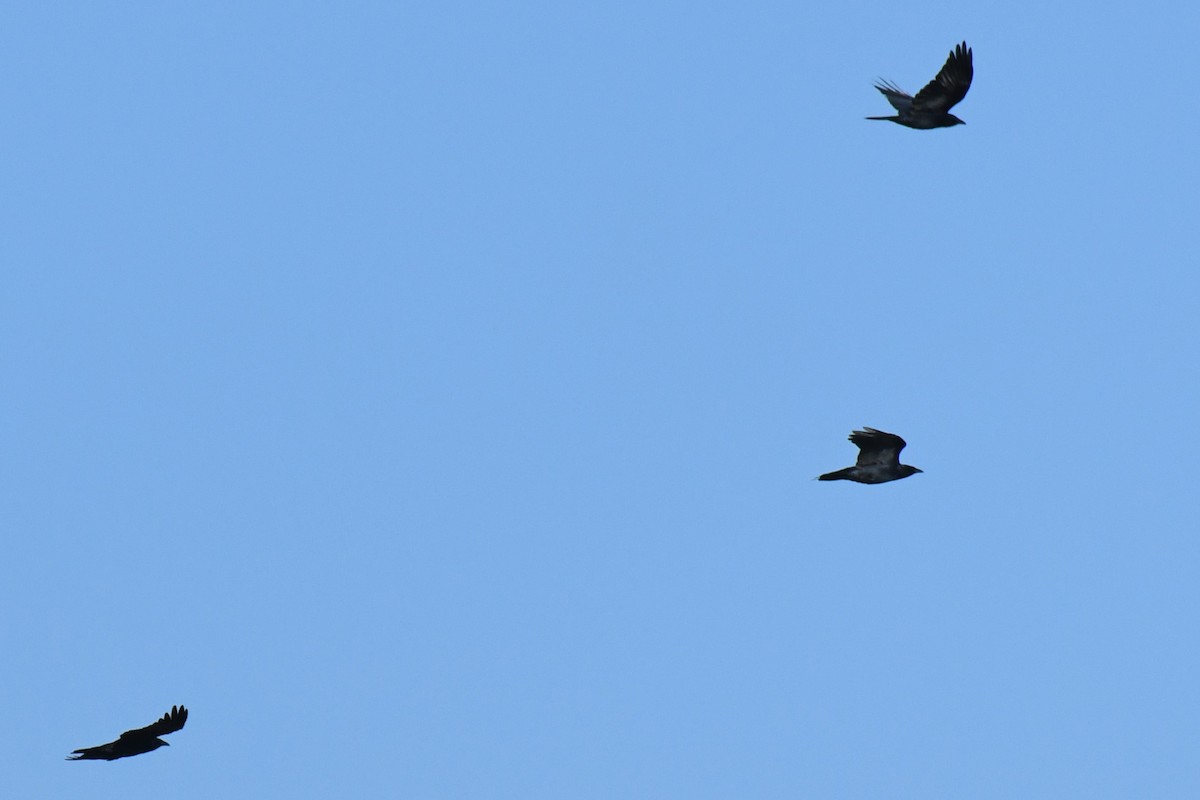 ウオガラス - ML644532473