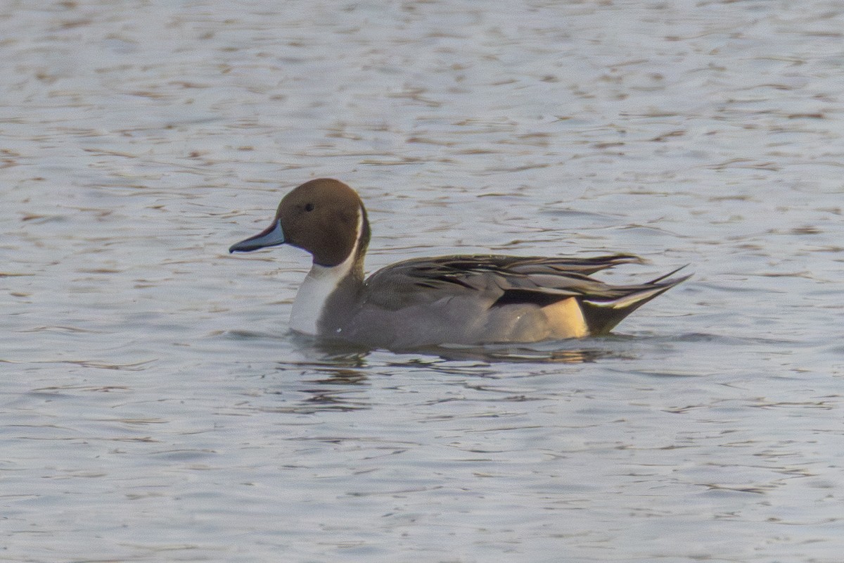 Northern Pintail - ML644532475