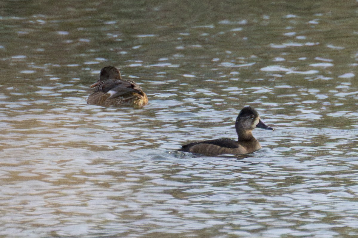 Ring-necked Duck - ML644532481