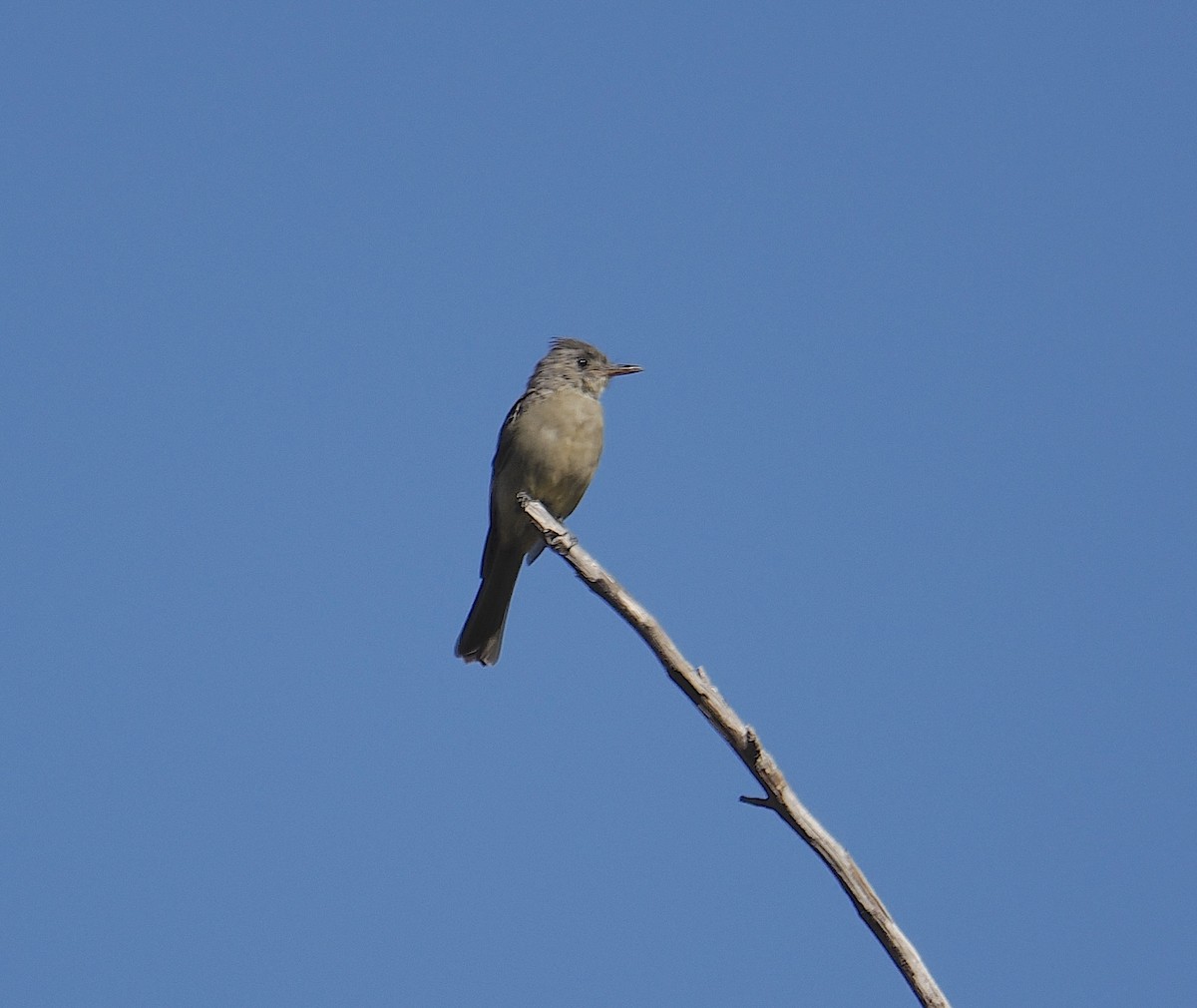 Greater Pewee - ML644532484