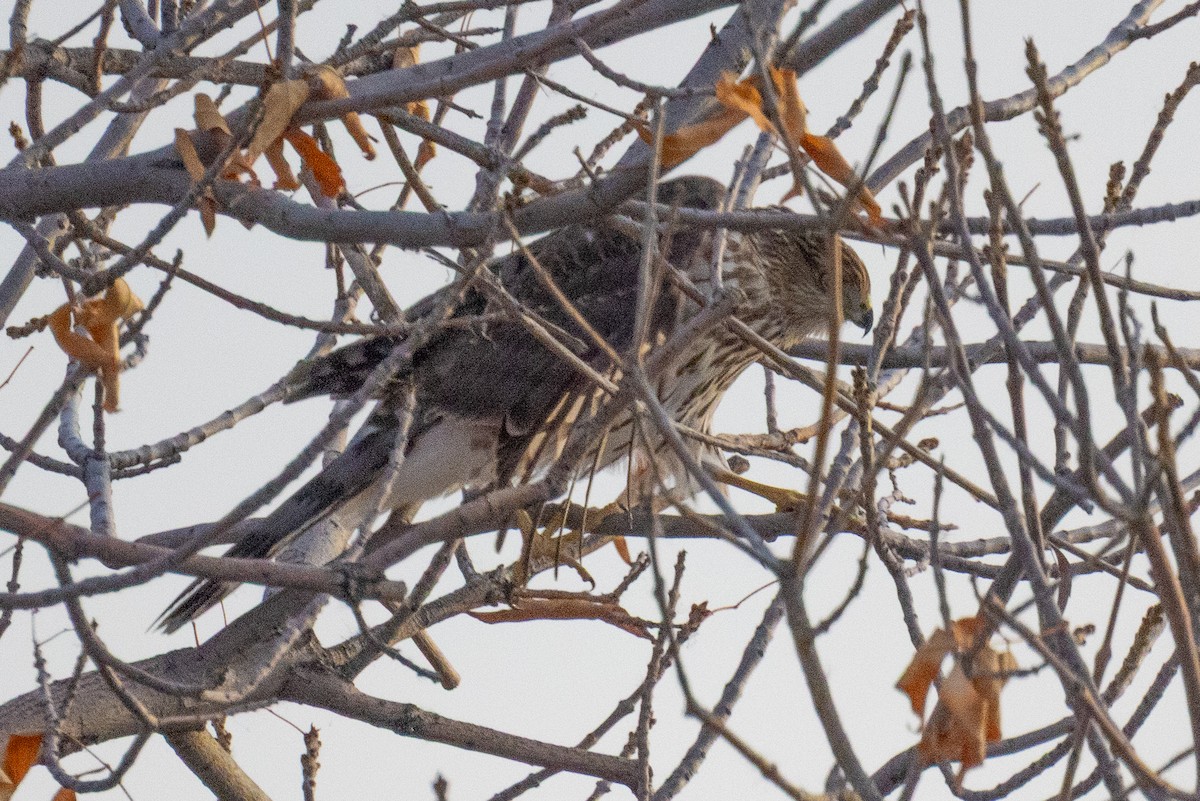 Cooper's Hawk - ML644532486
