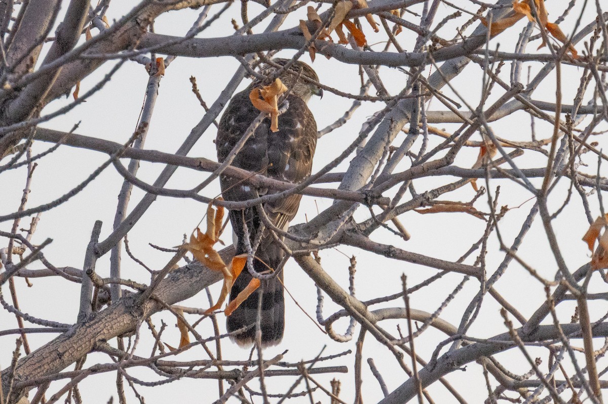 Cooper's Hawk - ML644532487