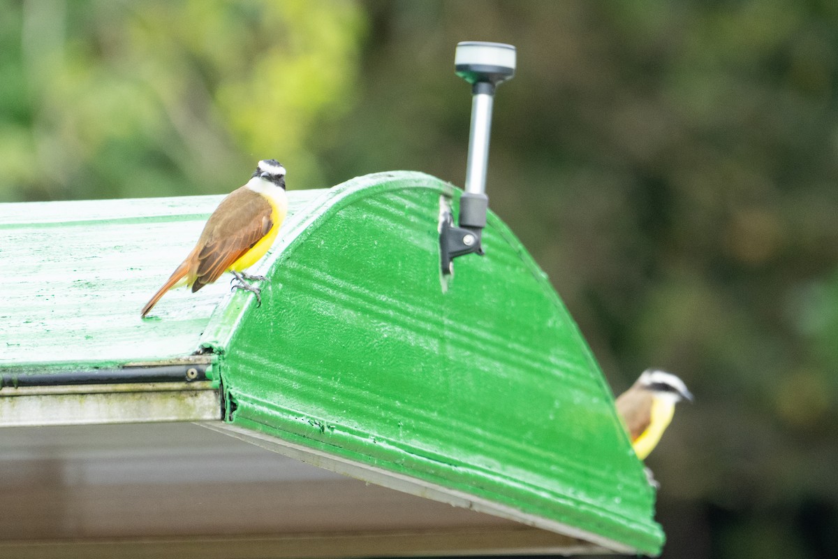 Bienteveo Común - ML644532489