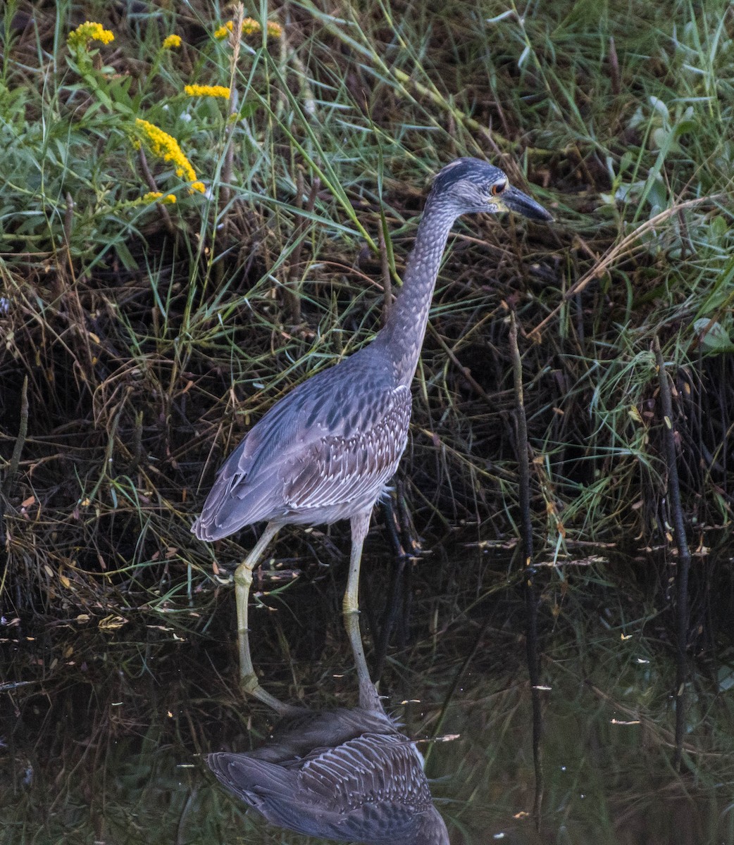 Yellow-crowned Night Heron - ML644532494