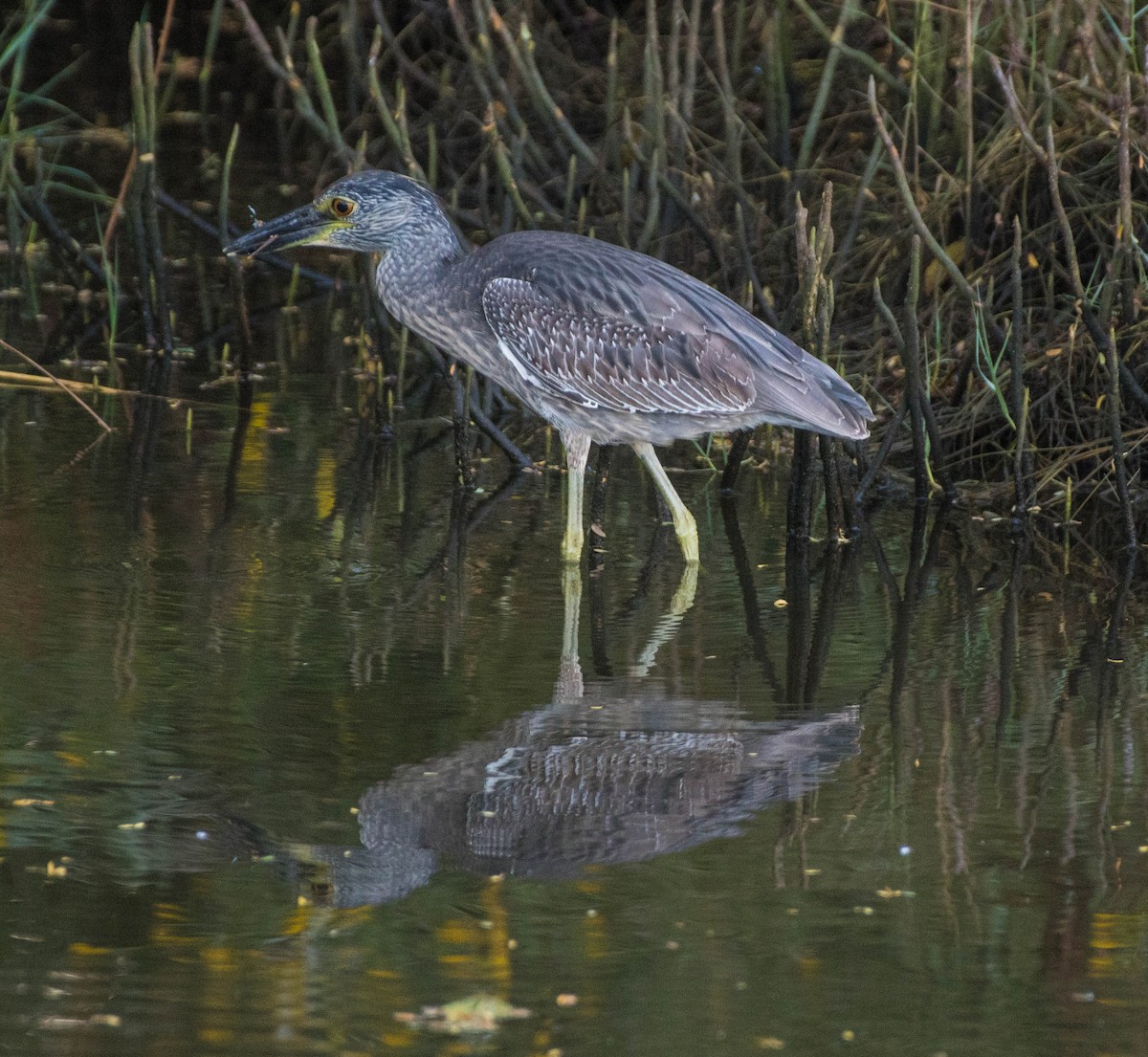Yellow-crowned Night Heron - ML644532495