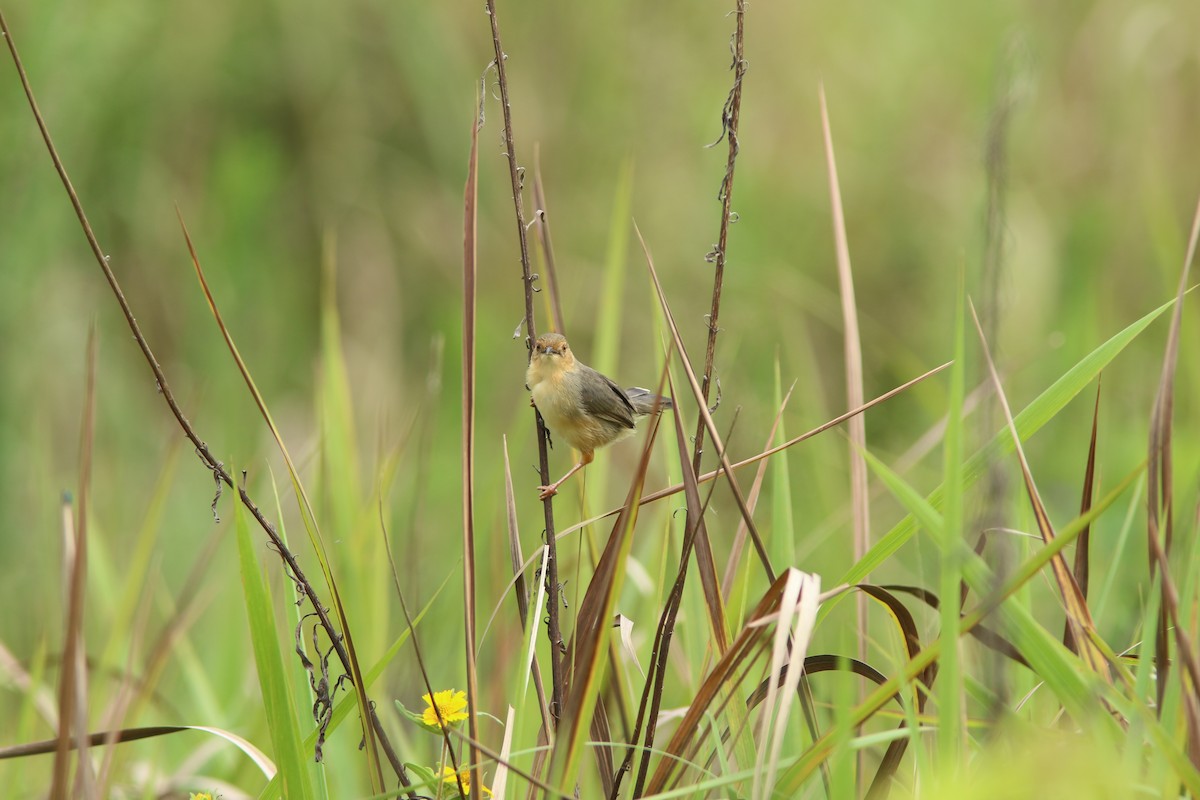 アカガオセッカ - ML644532497