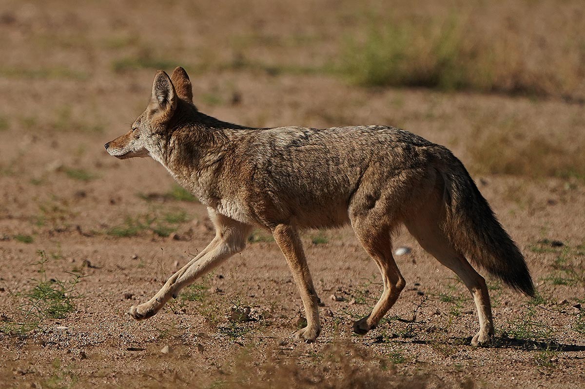 Coyote - ML644532505