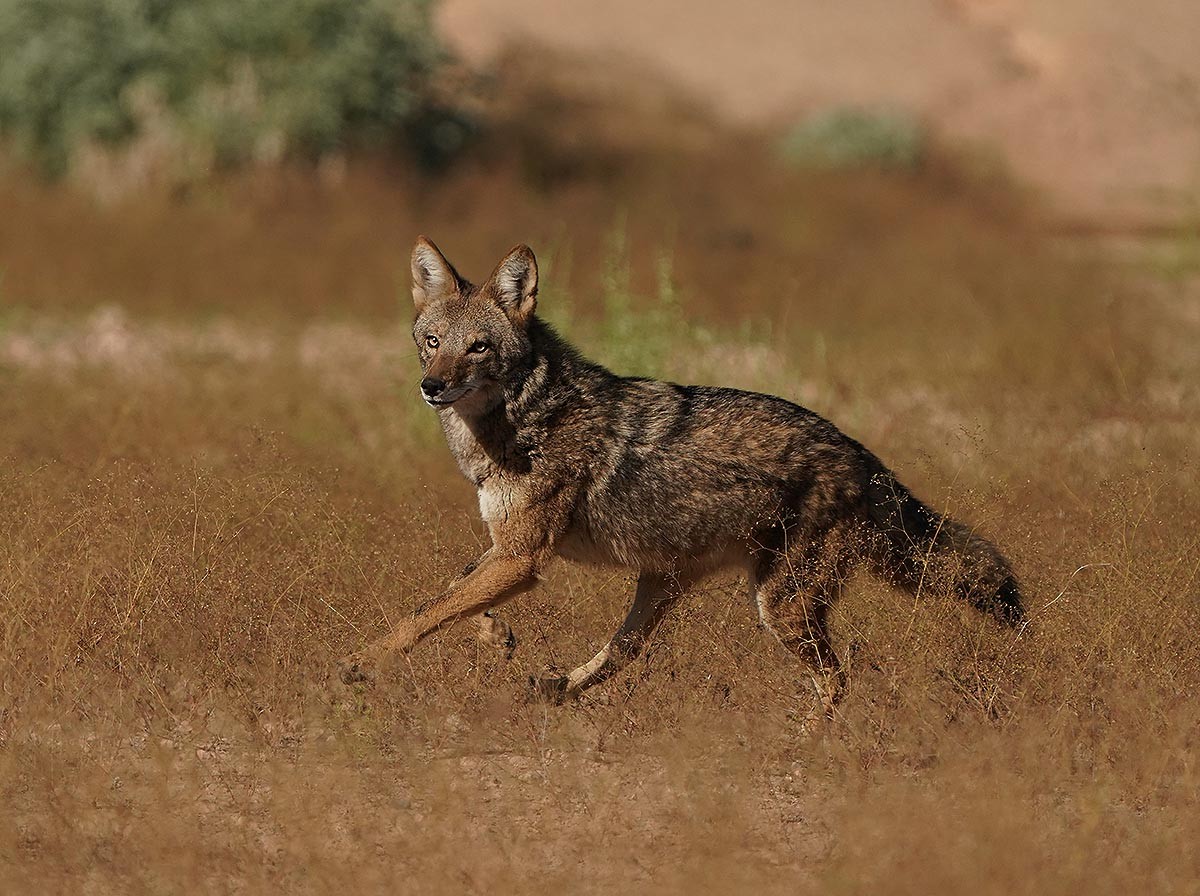 Coyote - ML644532506