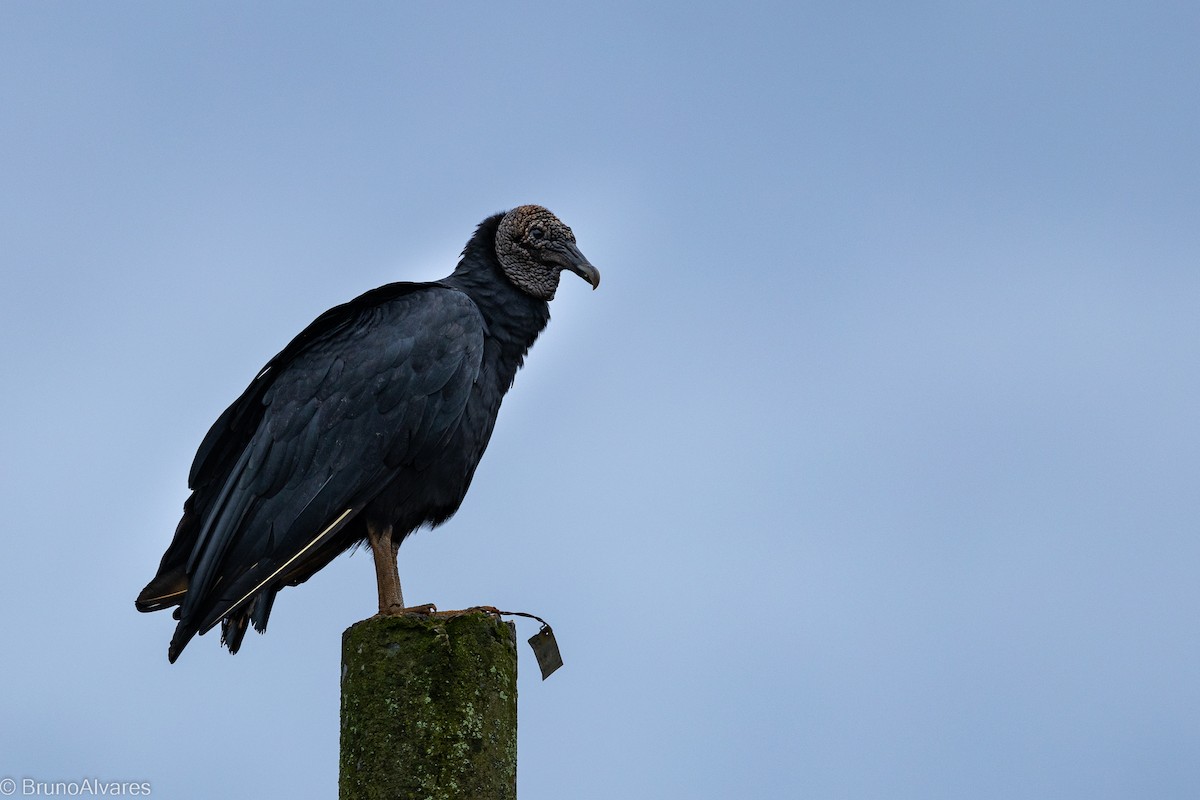 kondor havranovitý - ML644532507