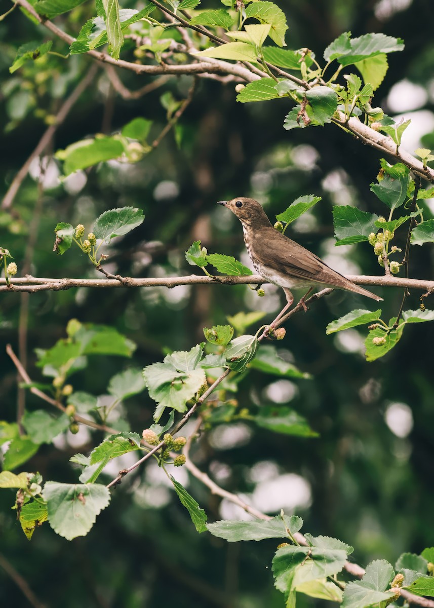 Swainson's Thrush - ML644532511