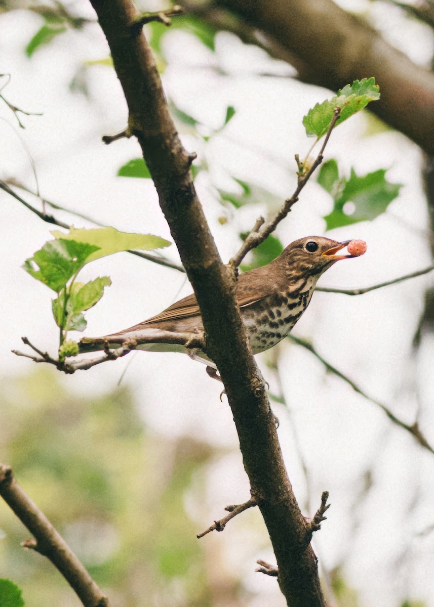 Swainson's Thrush - ML644532512