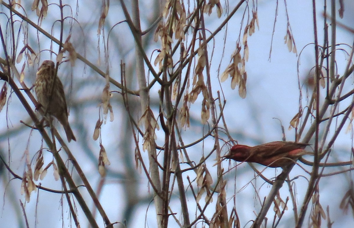 Camachuelo Purpúreo - ML644532525