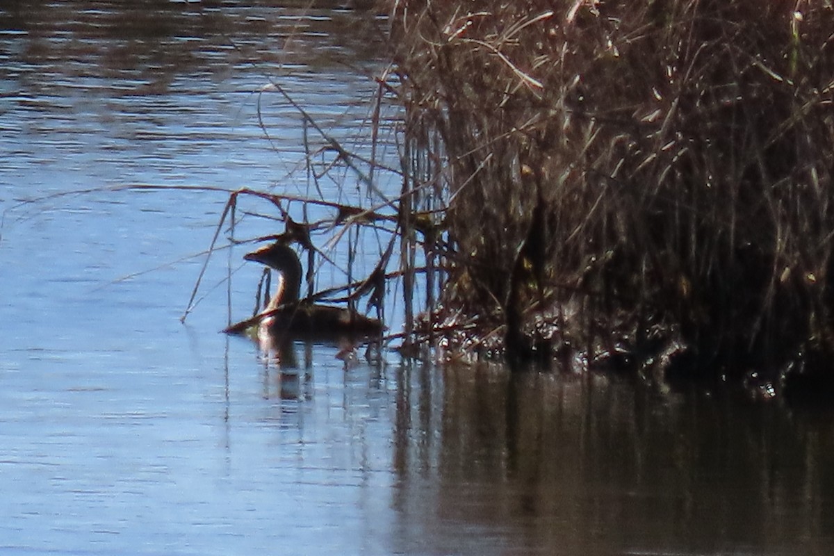 Pied-billed Grebe - ML644532526