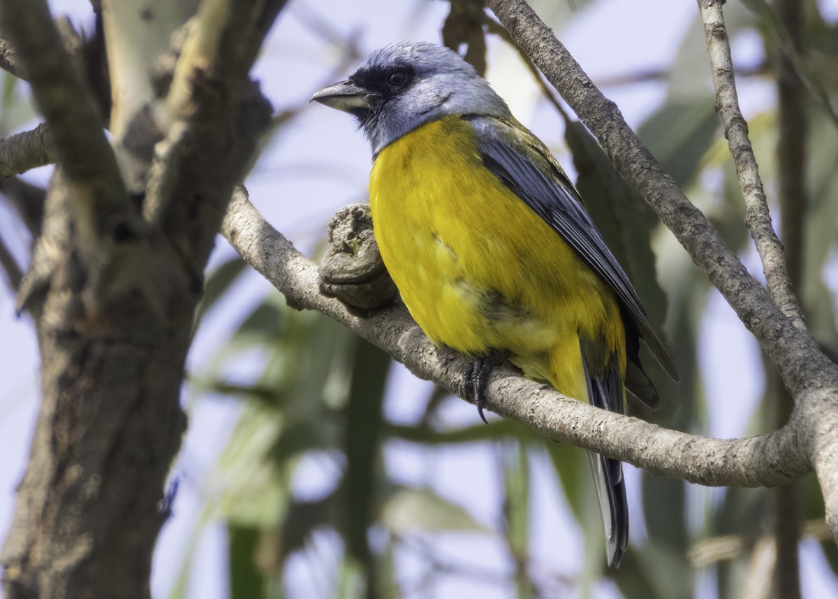 Blue-and-yellow Tanager - ML644532529