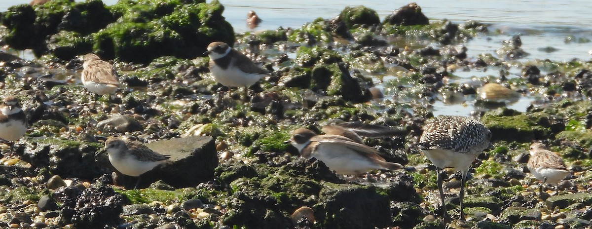 Semipalmated Sandpiper - ML644532531