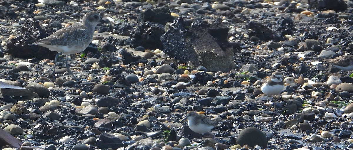 Semipalmated Sandpiper - ML644532532