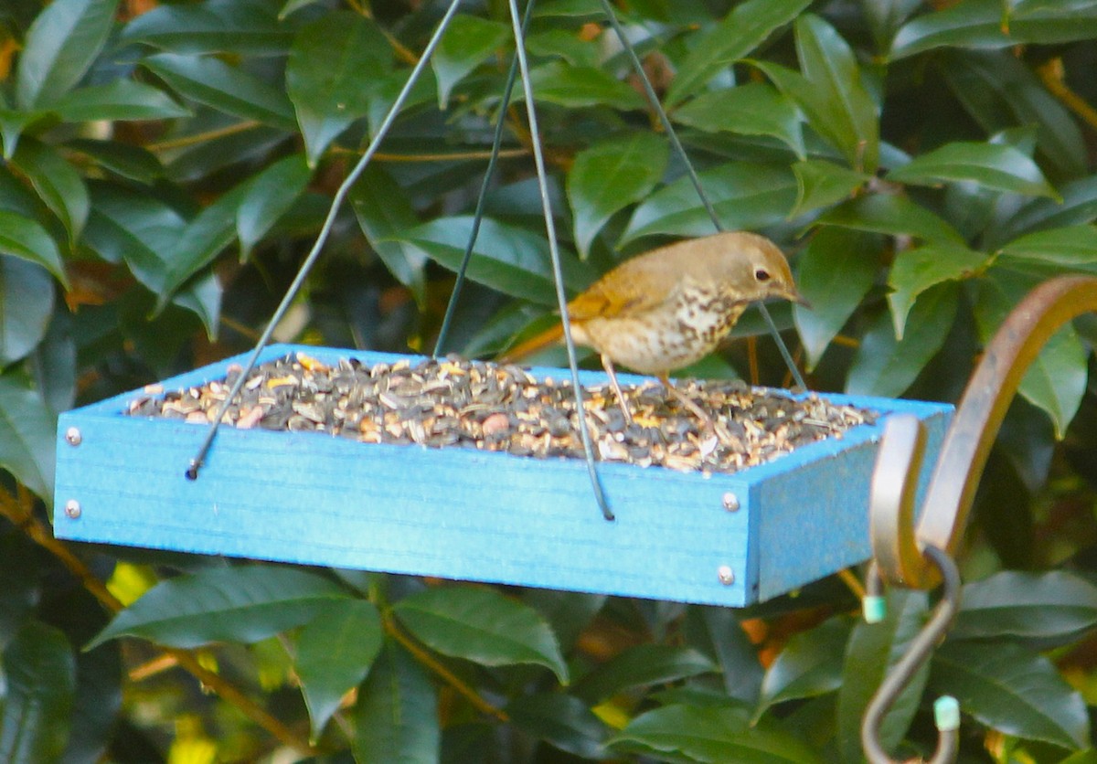 Дрізд-короткодзьоб плямистоволий - ML644532534