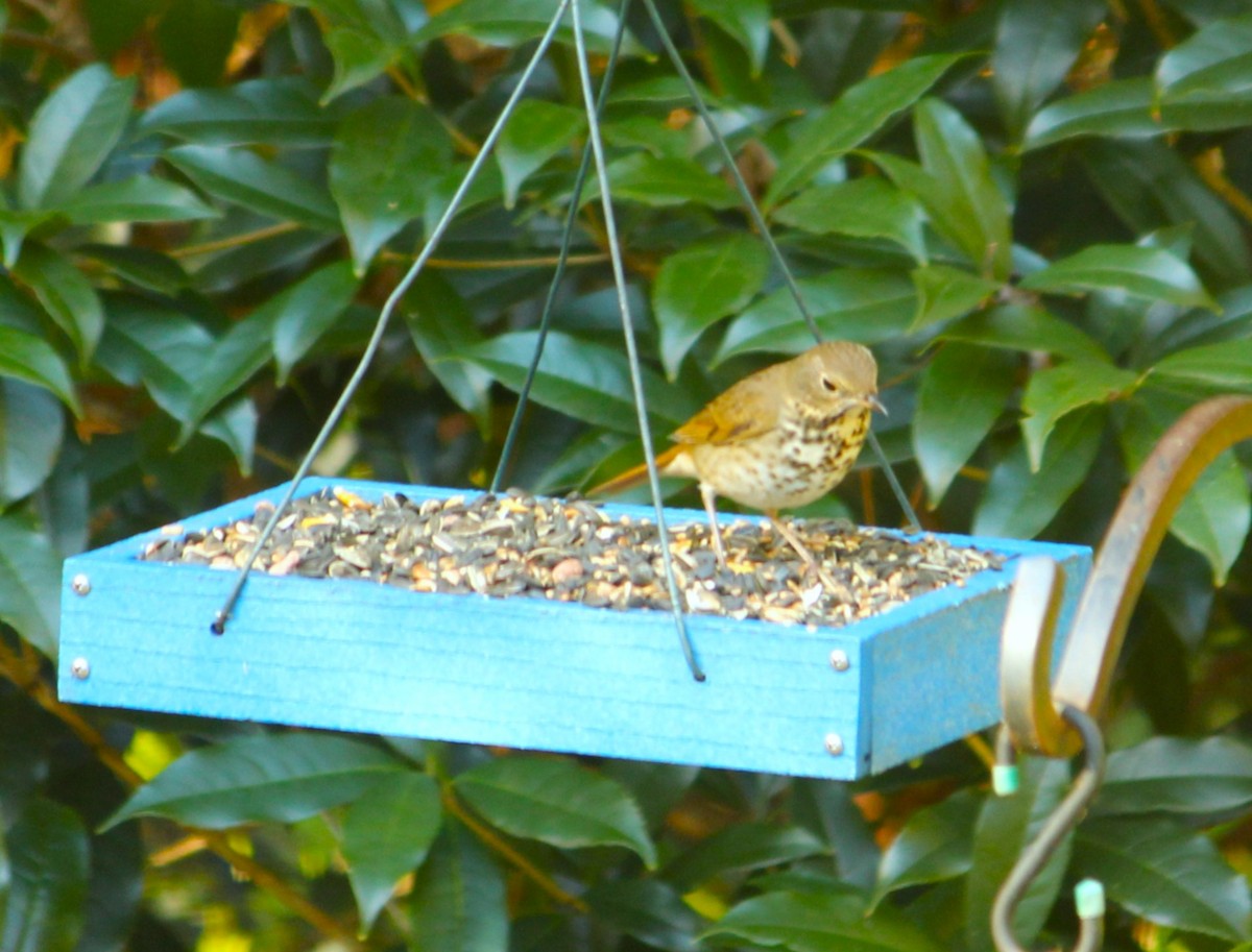 Дрізд-короткодзьоб плямистоволий - ML644532535
