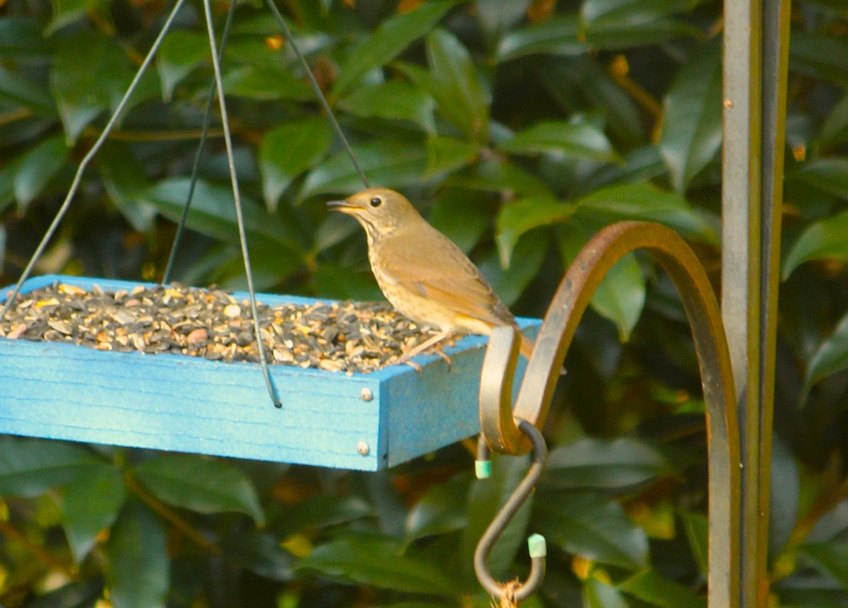 Дрізд-короткодзьоб плямистоволий - ML644532536
