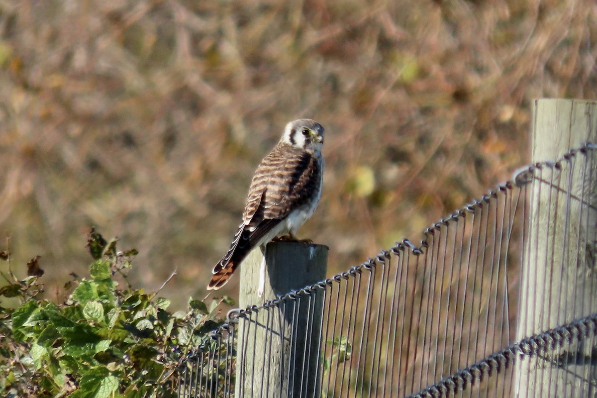 poštolka pestrá - ML644532537