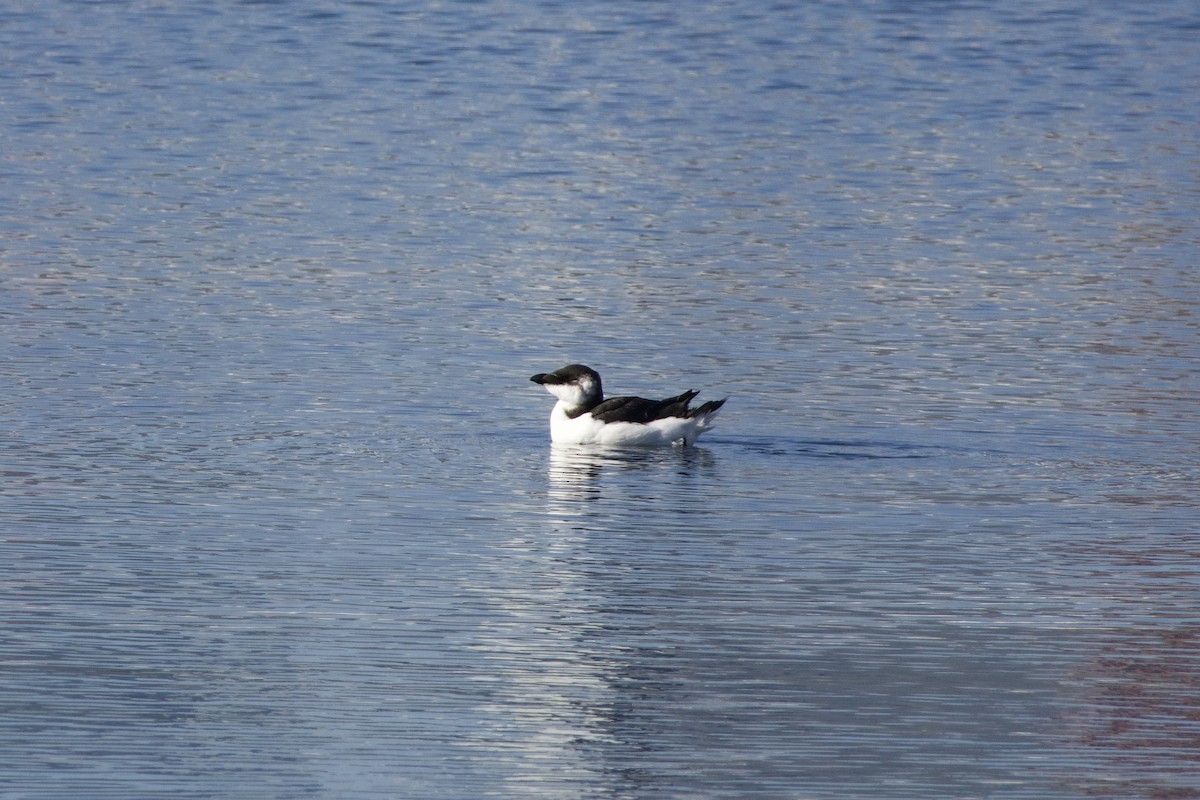 Razorbill - ML644532547