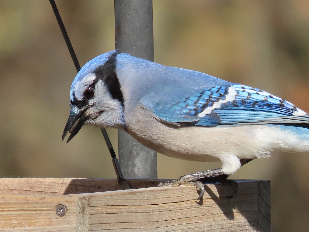 Blue Jay - ML644532548