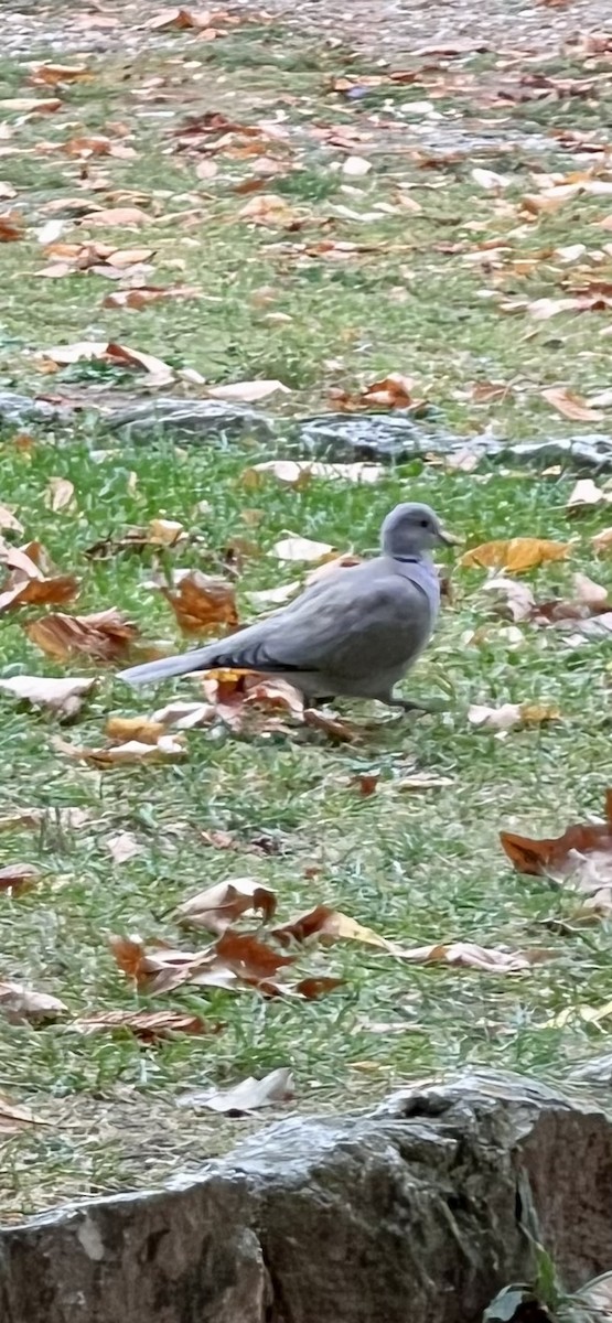 Eurasian Collared-Dove - ML644532549