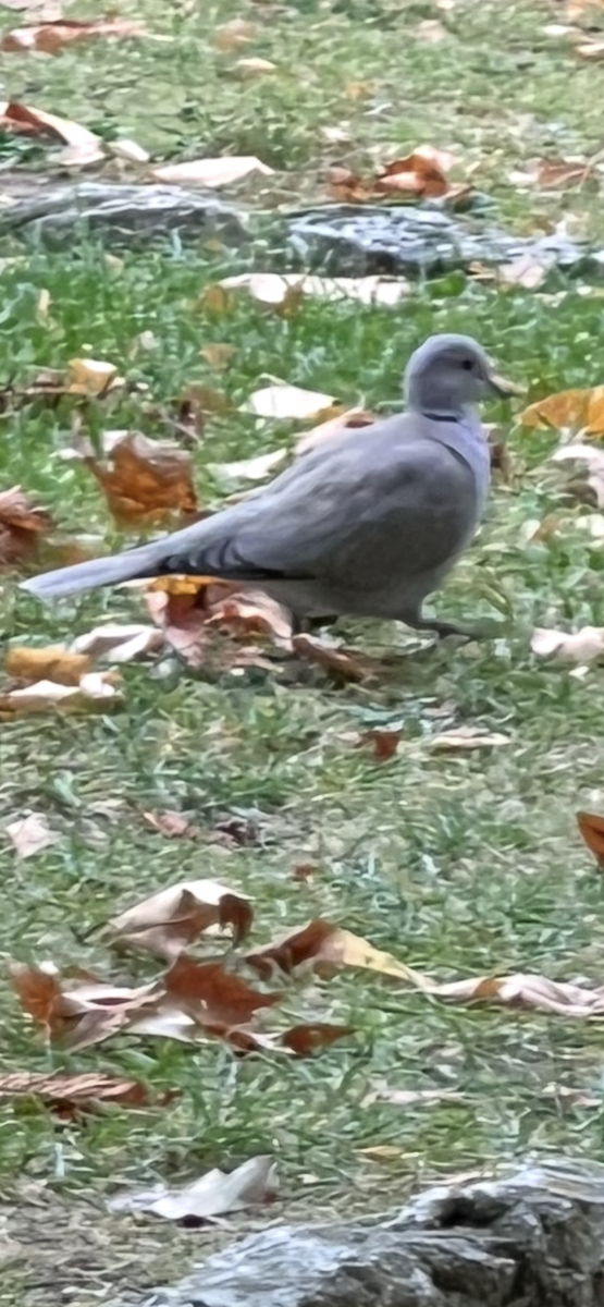 Eurasian Collared-Dove - ML644532550