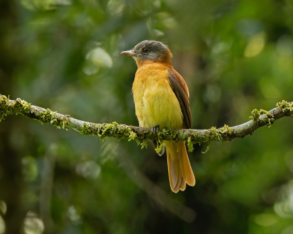 Kızıl Kuyruklu Attila - ML644532553