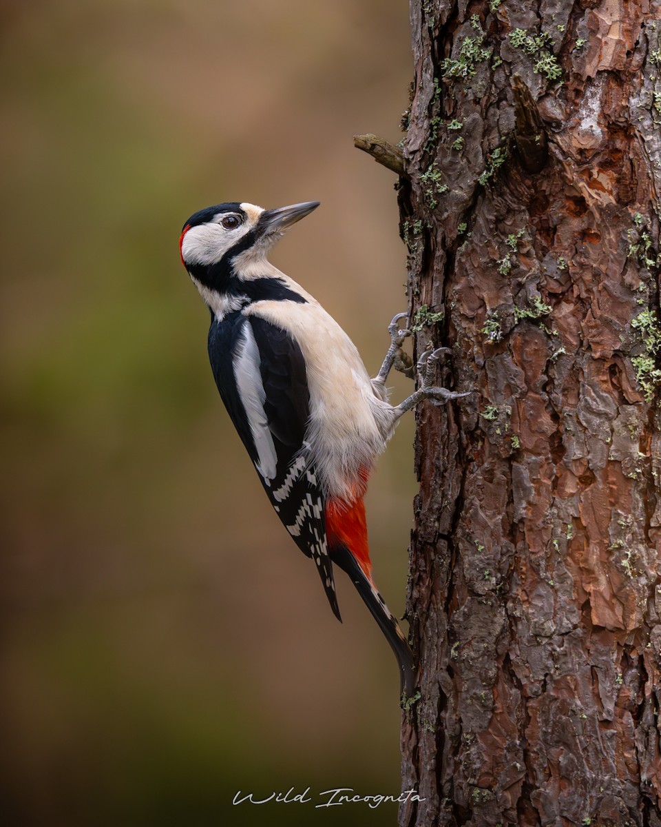 Алаг тоншуул - ML644532567