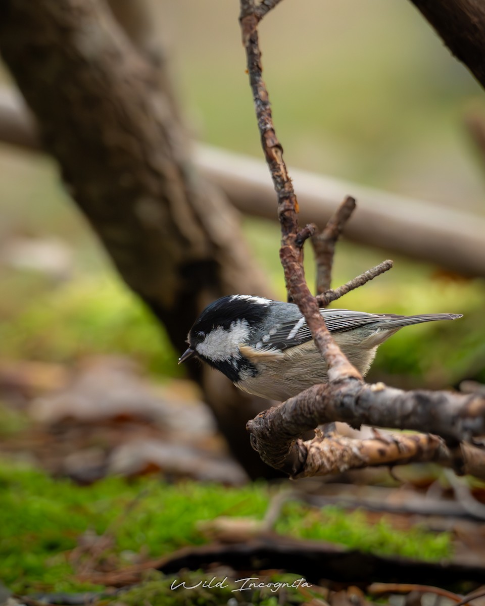 Өдөрч хөх бух - ML644532574