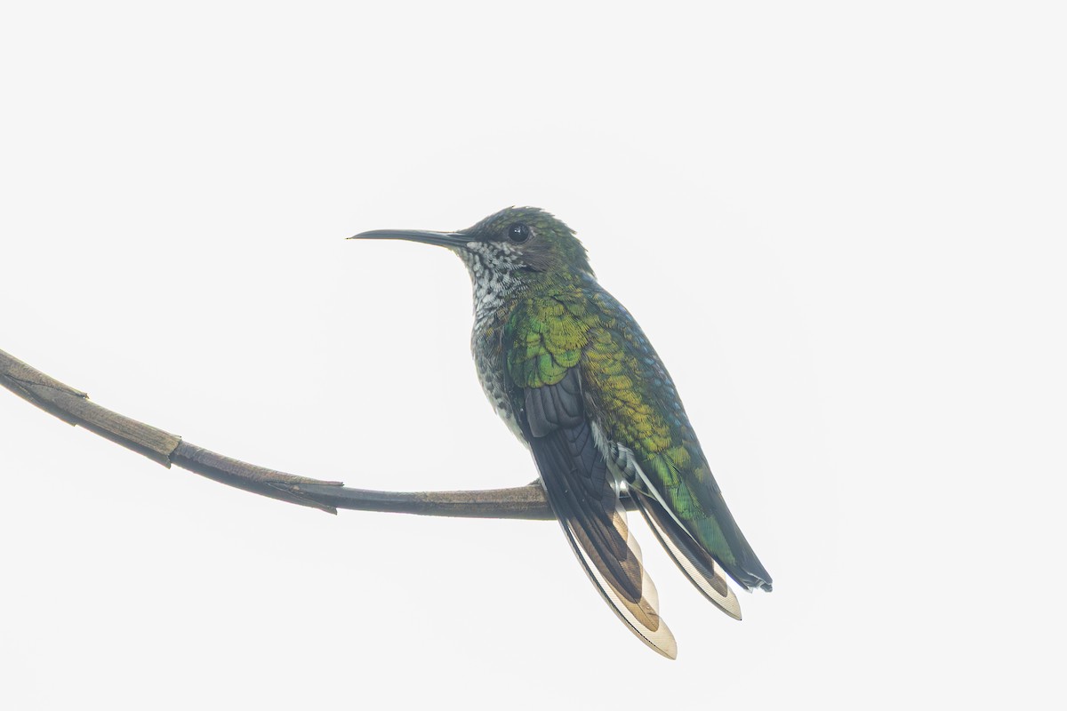 Weißnackenkolibri - ML644532575