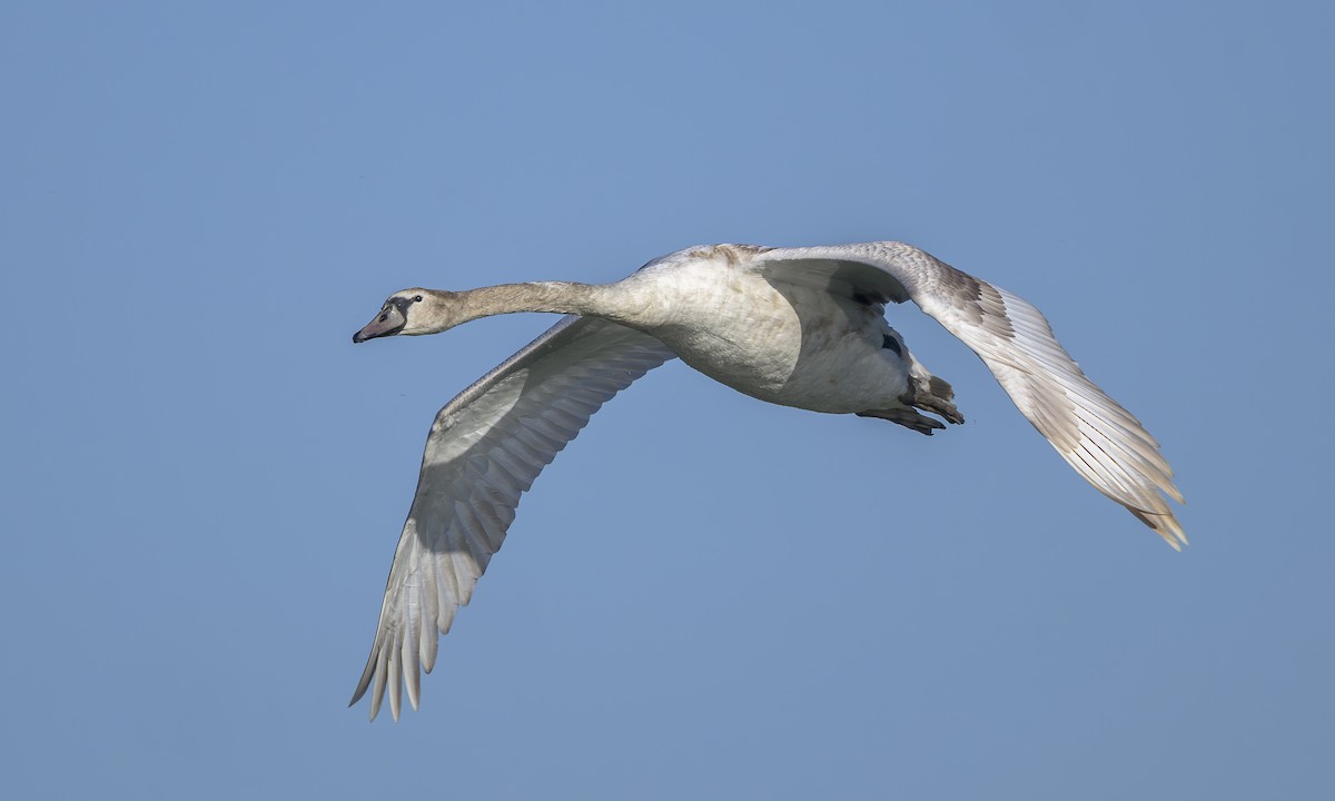 Mute Swan - ML644532578