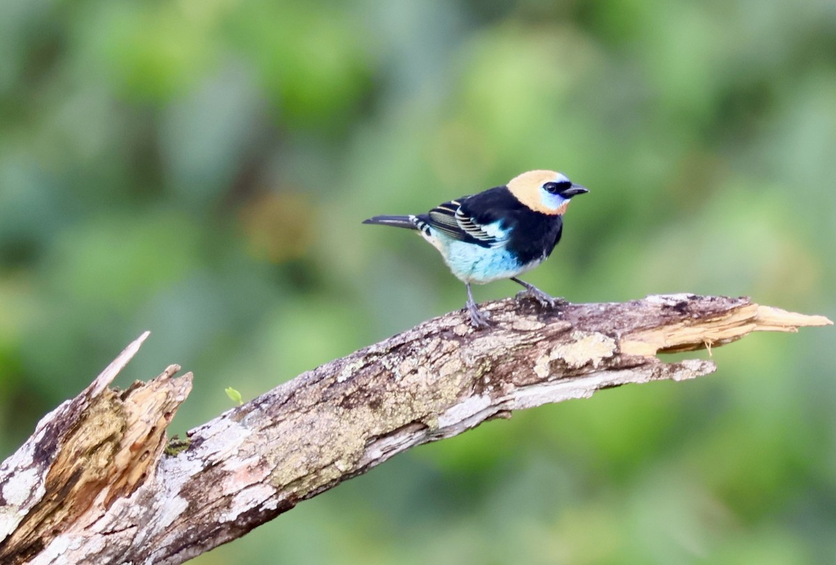Golden-hooded Tanager - ML644532579