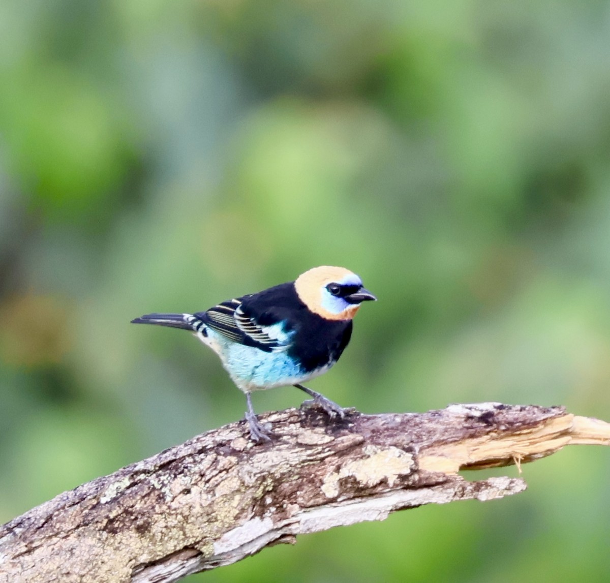 Golden-hooded Tanager - ML644532580