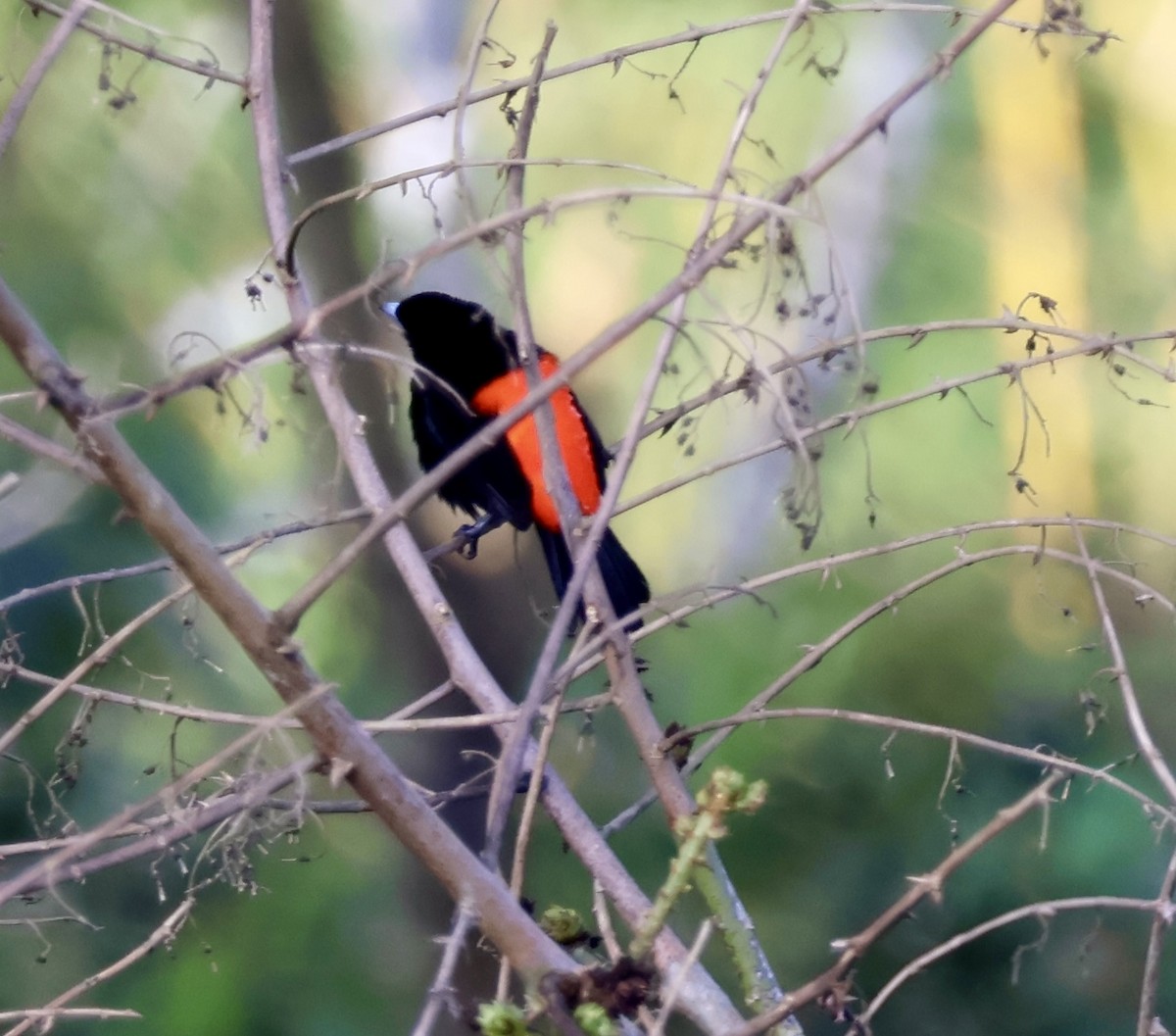 Passerinitangare - ML644532582