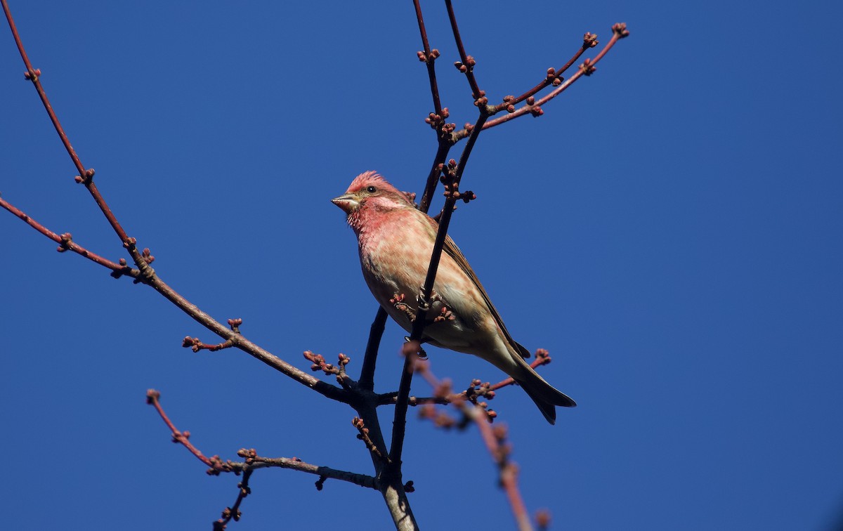 Purple Finch (Eastern) - ML644532583