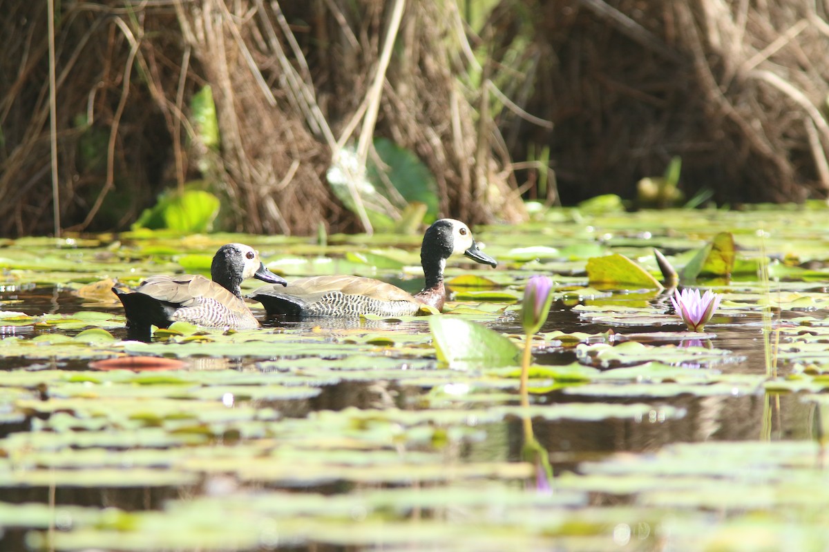 White-faced Whistling-Duck - ML644532587