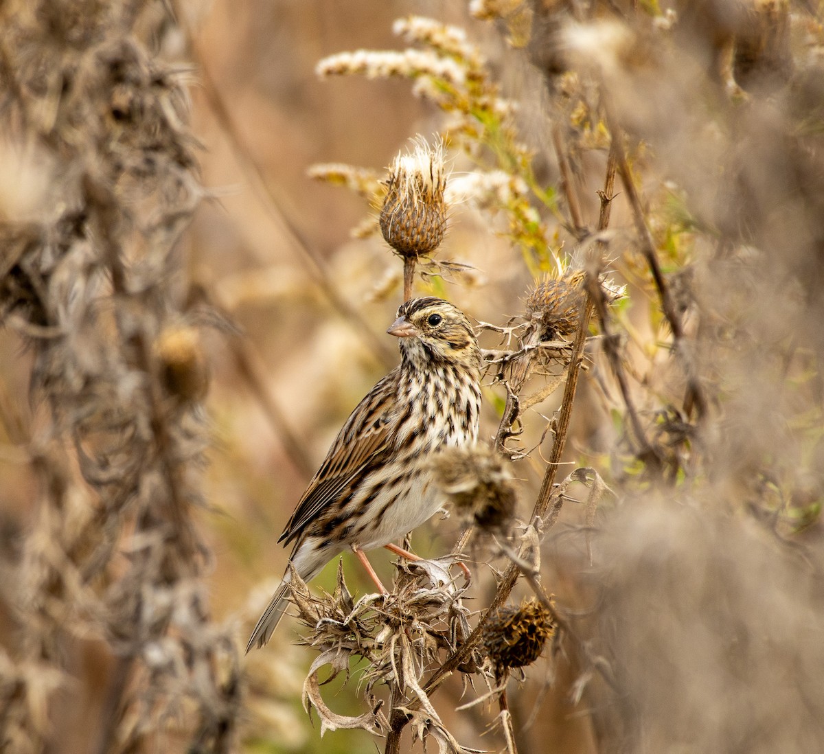 Пасовник савановий - ML644532588