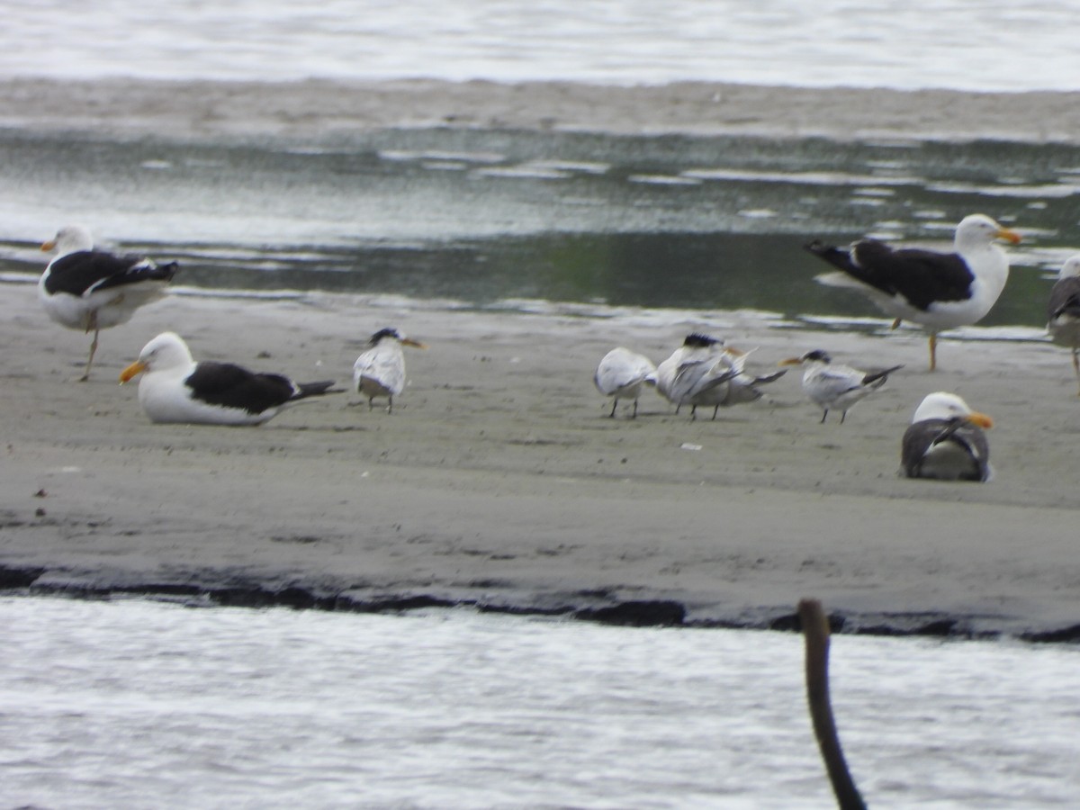 Sterne caugek - ML644532591