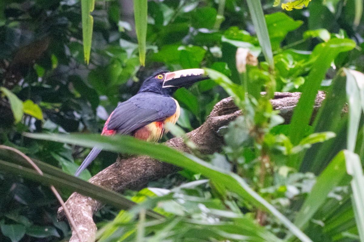 Collared Aracari - ML644532602