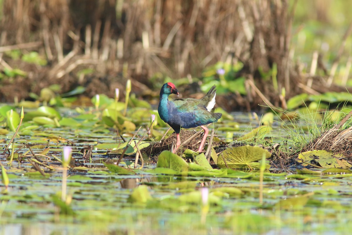 African Swamphen - ML644532604
