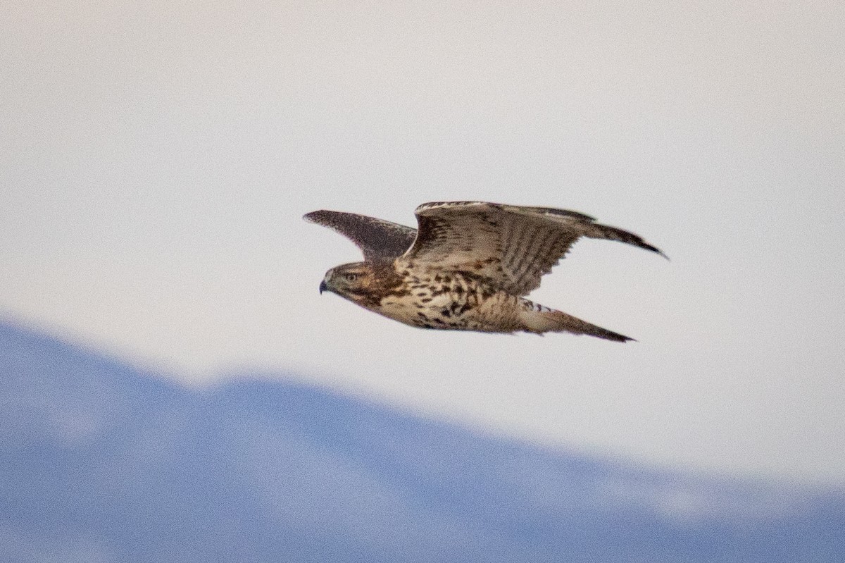 Northern Harrier - ML644532611